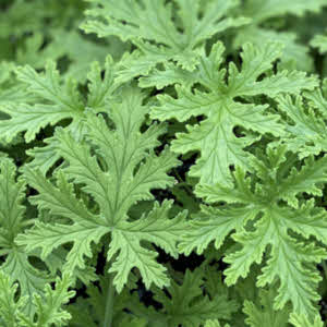 badgeur_citronella