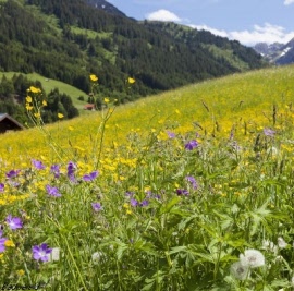 bad, sauna, stoomcabine geur alpen kruiden