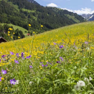 alpen kruiden_sauna_whirlpool_stoom_geur