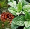 badgeur_aroma_dennen_mint - kopie