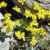 badgeur_badzout_alpen kruiden_000
