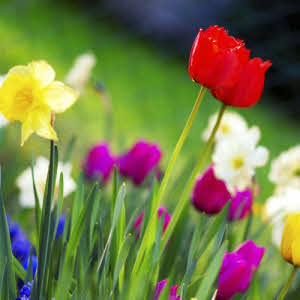 hooibloemen_sauna_whirlpool_stoom_geur_000