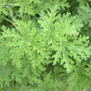 badgeur_citronella_000