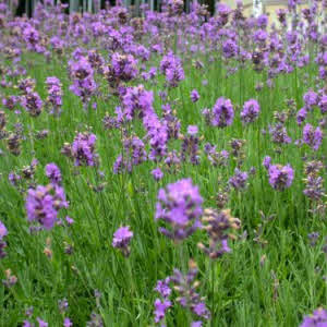lavendel_sauna_whirlpool_stoom_geur 2_000
