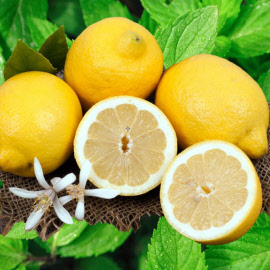 Een zeer frisse geur. Citrus is een werkzame stof bij o.a. huid aandoeningen. Werkt verfrissend en geeft weer een heldere kijk op dingen. Geeft een gevoel van vrijheid. Citrus met mint gecombineerd geeft een extra impuls en extra energie, innerlijke warmte. Een bevrijdende geur die u weer energie geeft en zin om door te gaan.