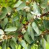 eucalyptus_001