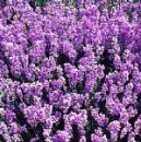 lavendel