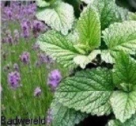 lavendel_mint