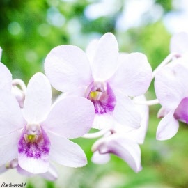 Orchidee