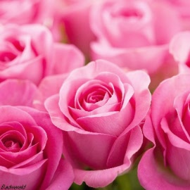 rozen_000