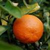 tangerine_000